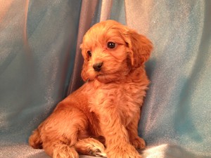 Dark red Female Cockapoo Puppy for sale in Iowa #18|Born Feb. 2013| North Iowa Puppies for sale | Breeder of cockapoos for over 19 years!